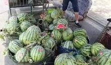 定州开元吃瓜事件,一场引发热议的美食狂欢