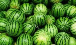 史上最苦吃瓜,挑战味蕾极限的苦味传奇