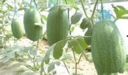 三林崩瓜什么时候吃最好