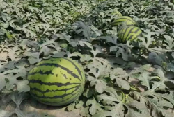 寿光有瓜可吃,有瓜可吃，尽享丰收盛宴