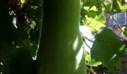 吃瓜系统人物,人物关系与事件背后的真相