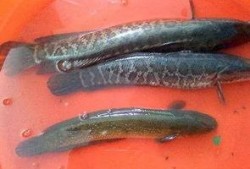 黑鱼视频吃瓜网,揭秘娱乐圈幕后真相，带你领略明星生活