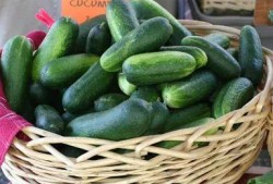 吃线瓜的禁忌人群,这些人群不宜食用